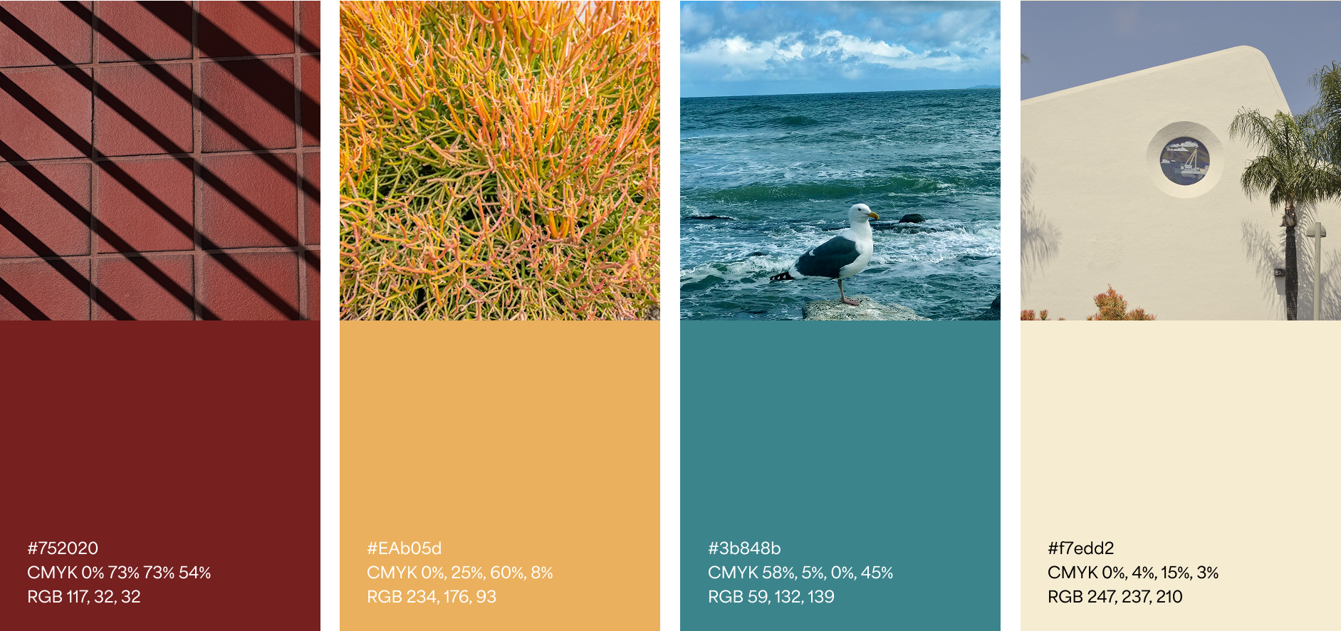 color swatches for san pedro library branding
